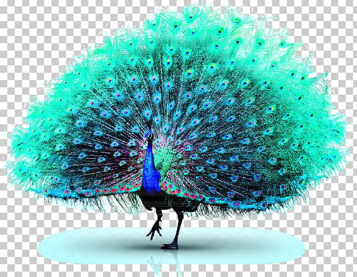 Asiatic Peafowl Green Peafowl PNG, Clipart, Animals, Asiatic Peafowl, Beak, Blue, Encapsulated Postscript Free PNG Download