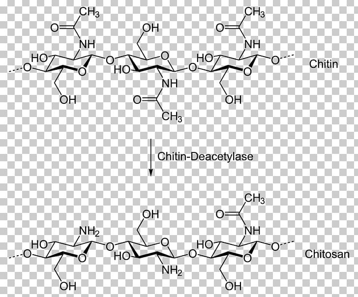 Chitosan Chitin Deacetylase Chemical Synthesis Chemistry PNG, Clipart, Adsorption, Angle, Area, Auto Part, Biopolymer Free PNG Download