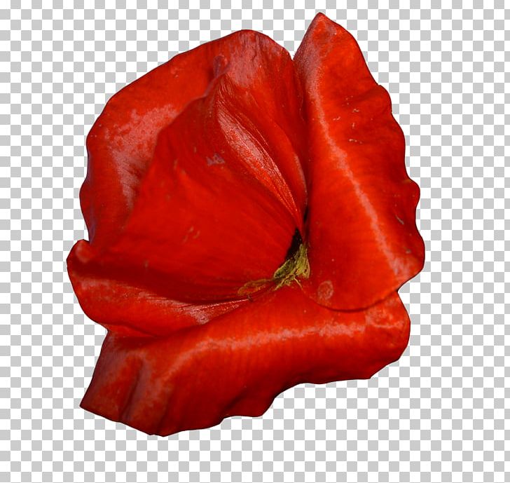 Chili Pepper Flower Data PNG, Clipart, Bell Peppers And Chili Peppers, Blog, Chili Pepper, Data, Data Compression Free PNG Download