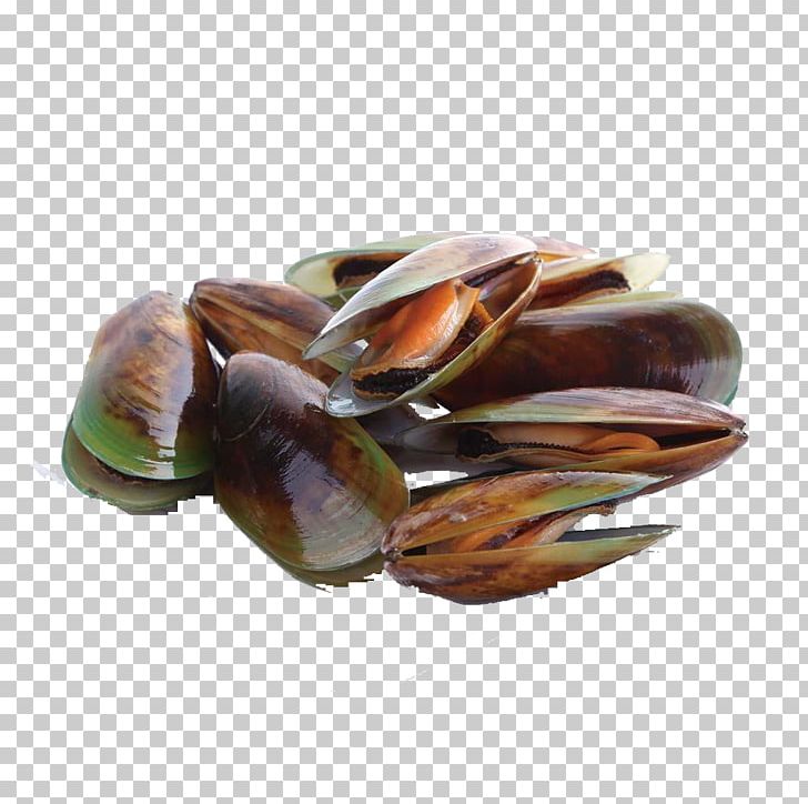 Mussel Seafood Cockle Perna Viridis Shellfish PNG, Clipart, Animals, Animal Source Foods, Clam, Clams Oysters Mussels And Scallops, Delicious Burgers Free PNG Download