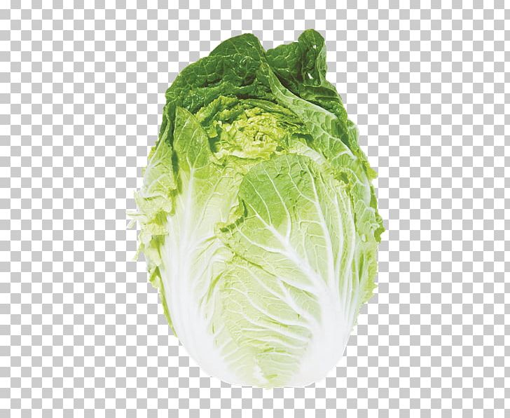 Romaine Lettuce Savoy Cabbage Napa Cabbage Chinese Cuisine Spring Greens PNG, Clipart, Brassica Oleracea, Cabbage, Capitata Group, Chard, Chinese Cabbage Free PNG Download