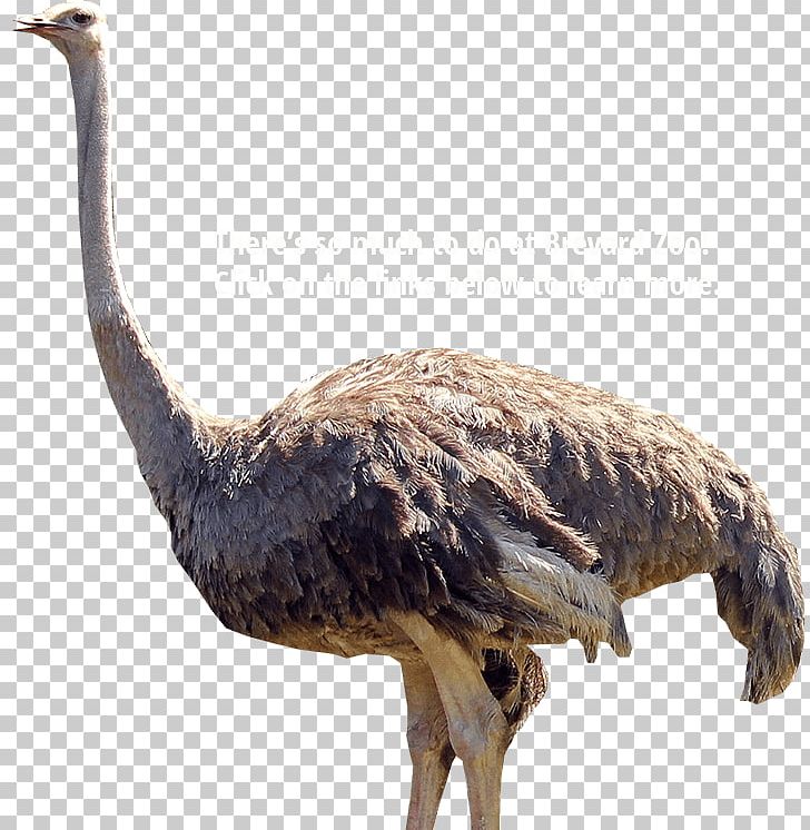 Common Ostrich Bird Emu PNG, Clipart, Animal, Beak, Bird, Common Ostrich, Crane Free PNG Download