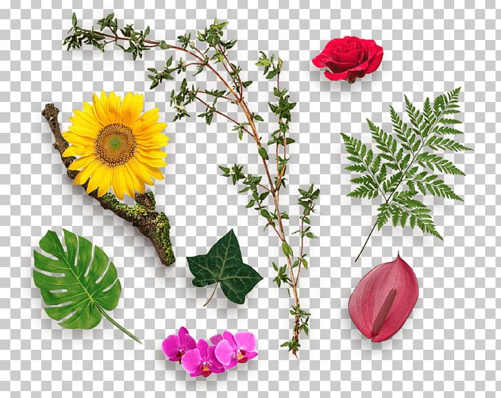 Floral Design Herb Flower Ayurveda Food PNG, Clipart, Annual Plant, Ayurveda, Botany, Chrysanths, Cut Flowers Free PNG Download