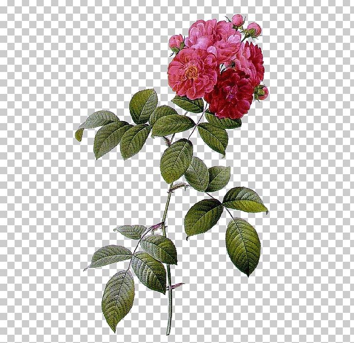 Multiflora Rose Les Roses French Rose Beach Rose Shining Rose PNG, Clipart, Botanical Illustration, China Rose, Cut Flowers, Damask Rose, Floribunda Free PNG Download