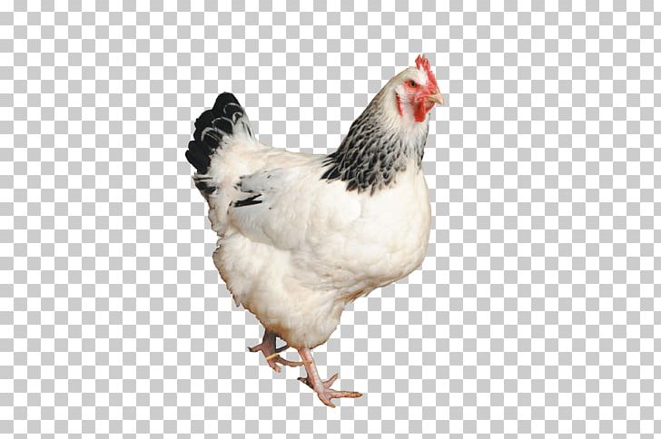 Rooster Sussex Chicken Hen Poultry Food PNG, Clipart, Animal, Beak, Bird, Chicken, Chicken As Food Free PNG Download