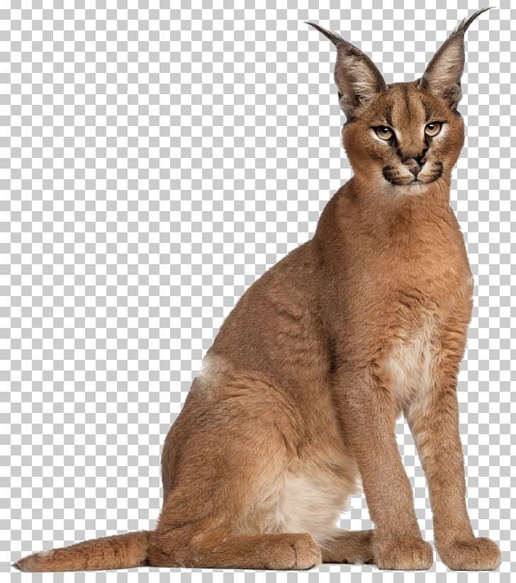 Cat Caracal Felidae Lynx Stock Photography PNG, Clipart, 6 Months, Abyssinian, Animals, Asian, Burmese Free PNG Download