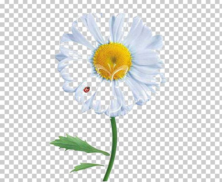Common Daisy Desktop PNG, Clipart, Annual Plant, Chamomile, Common Daisy, Computer Icons, Cut Flowers Free PNG Download
