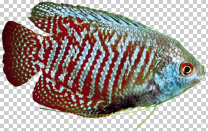 Green Swordtail Southern Platyfish Tilapia Aquarium PNG, Clipart, Aquarium, Cichlid, Cuce, Dense, Dwarf Free PNG Download
