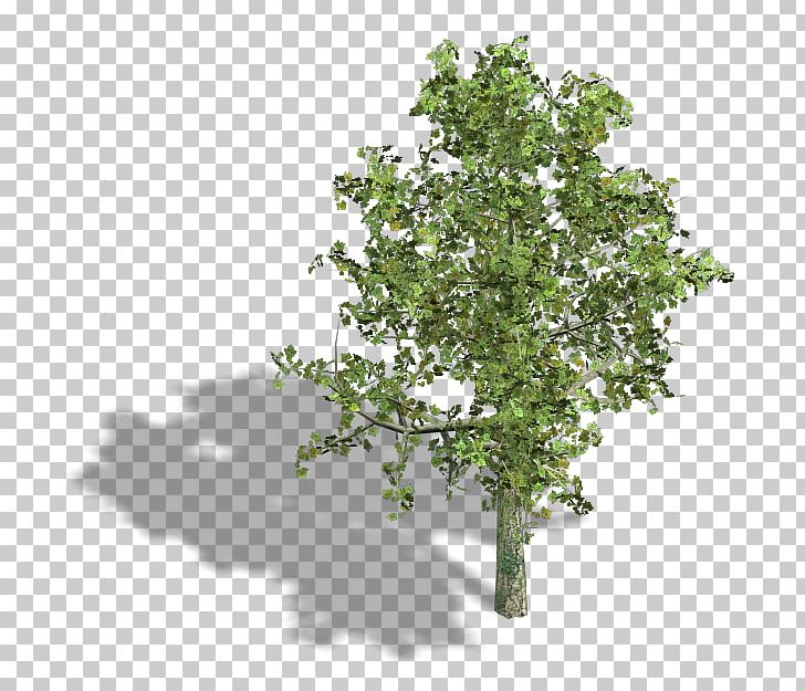 Tree Woody Plant Shrub Copenhagen PNG, Clipart, Arecaceae, Axonometric Projection, Bird, Branch, Copenhagen Free PNG Download