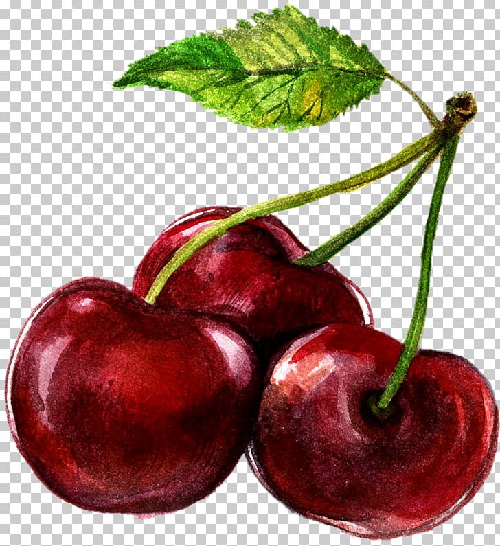 Watercolor Painting Cherry Illustration PNG, Clipart, Apple, Art, Cerasus, Cherry, Cherry Blossom Free PNG Download