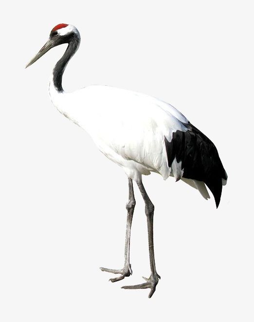 White Crane PNG, Clipart, Animal, Bird, Crane, Crane Clipart, White Free PNG Download