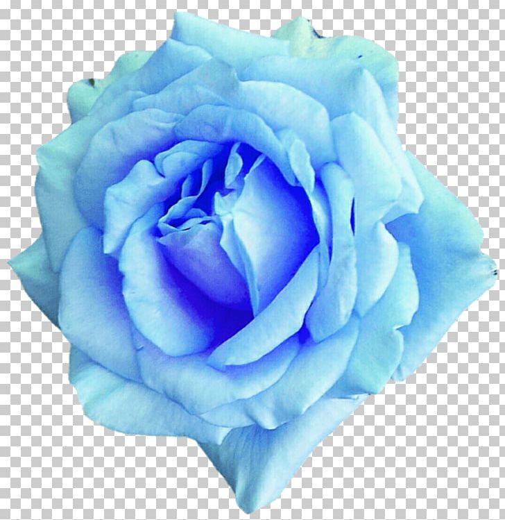 Centifolia Roses Blue Rose Flower Garden Roses PNG, Clipart, Aqua, Blue, Blue Flower, Blue Rose, Centifolia Roses Free PNG Download