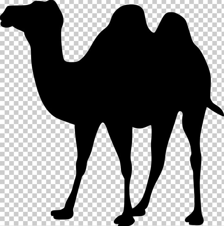 Dromedary Bactrian Camel Silhouette PNG, Clipart, Animals, Arabian Camel, Autocad Dxf, Bactrian Camel, Black And White Free PNG Download