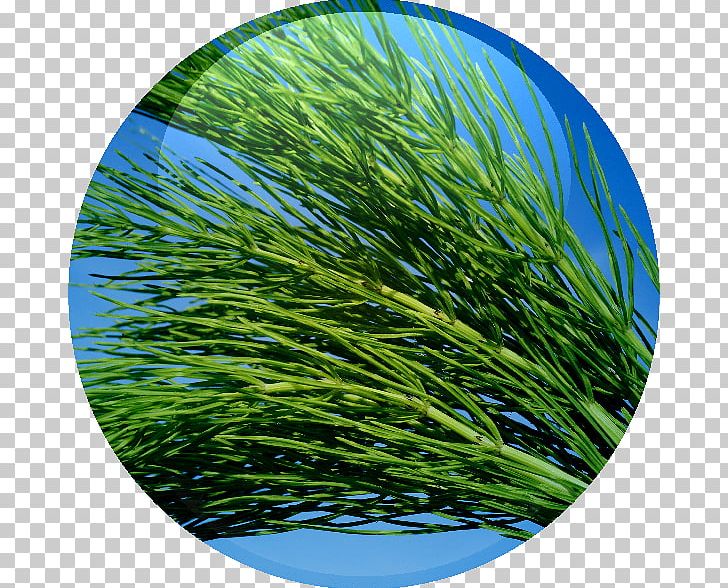 Field Horsetail Medicinal Plants Kidney Herb PNG, Clipart, Aquatic Plant, Diuretic, Extract, Field Horsetail, Food Free PNG Download