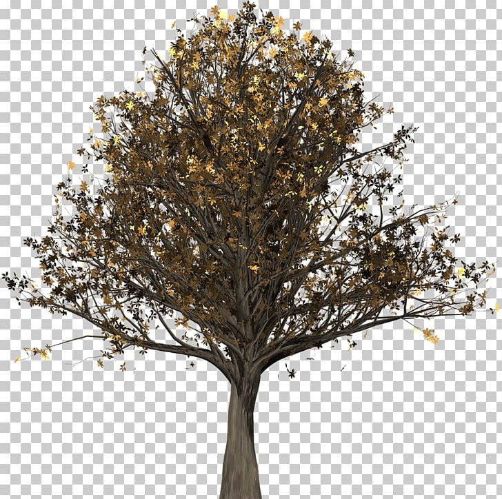 Tree English Oak Northern Red Oak Woody Plant Quercus Suber PNG, Clipart, Autumn Leaf Color, Branch, English Oak, Nature, Northern Red Oak Free PNG Download