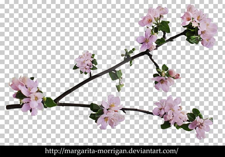 Branch Of Apple Blossoms Cherry Blossom Flower PNG, Clipart, Apple, Apple Blossoms, Blossom, Branch, Branch Of Apple Blossoms Free PNG Download