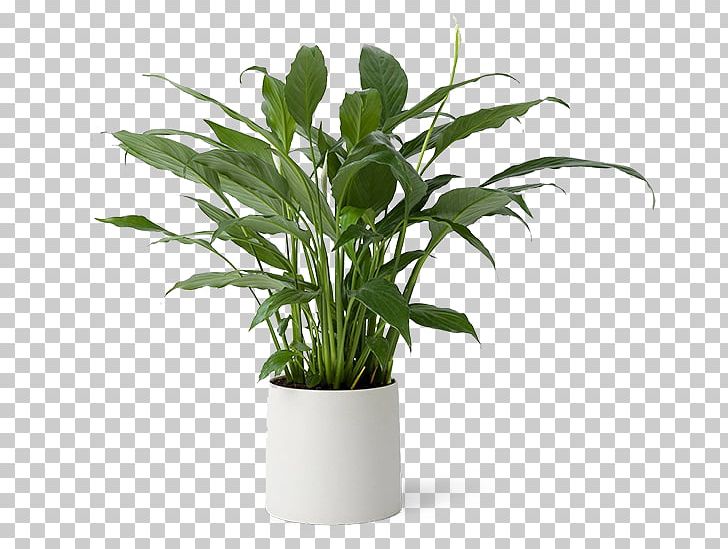 Leaf Flowerpot Houseplant Grasses Plant Stem PNG, Clipart, Family, Flowerpot, Grass, Grasses, Grass Family Free PNG Download