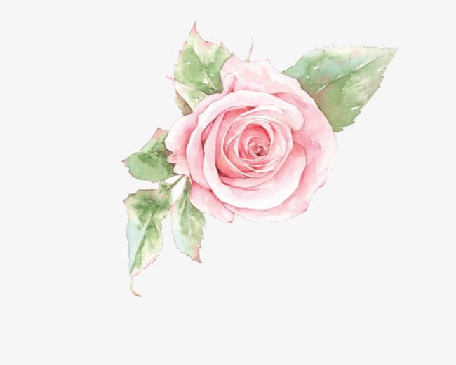 Pink Rose Flower PNG, Clipart, Flower Clipart, Flower Clipart, Flowers, Leaf, Pink Free PNG Download