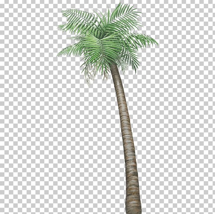 Wall Decal Arecaceae Houseplant Tree PNG, Clipart, Arecaceae, Arecales, Areca Palm, Beaucarnea Recurvata, Borassus Flabellifer Free PNG Download