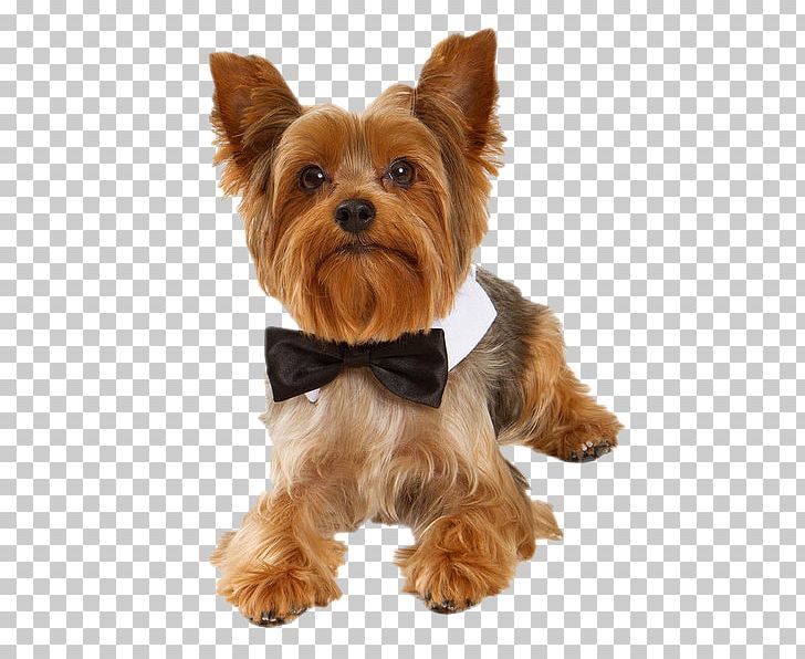 Yorkshire Terrier Australian Terrier Australian Silky Terrier Puppy Soft-coated Wheaten Terrier PNG, Clipart, Animals, Australian Terrier, Biewer Terrier, Breed, Carnivoran Free PNG Download