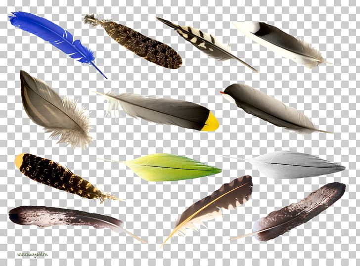 Feather Bird Portable Network Graphics Computer File Psd PNG, Clipart, Animals, Bird, Data, Desktop Wallpaper, Digital Image Free PNG Download