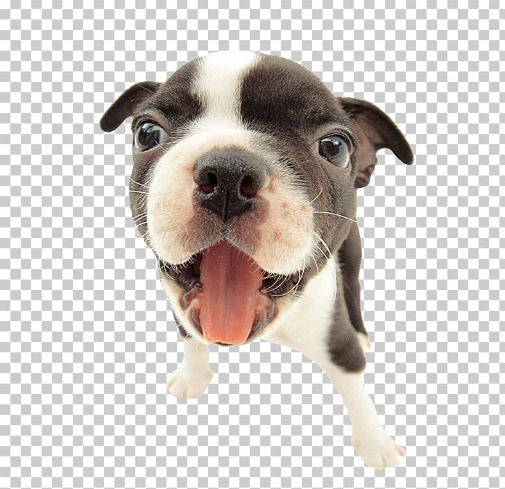 French Bulldog Puppy Cat Shock Collar PNG, Clipart, American Pit Bull Terrier, Animals, Boston Terrier, Carnivoran, Cartoon Dog Free PNG Download