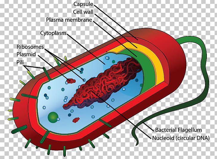Prokaryote Cell Theory Eukaryote Bacterial Cell Structure PNG, Clipart, Area, Bacteria, Bacterial Cell Structure, Biological Membrane, Biology Free PNG Download