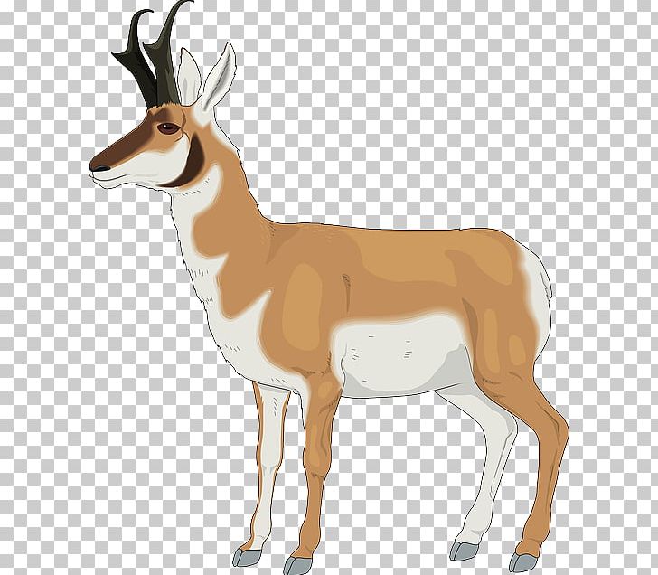 Antelope Pronghorn Impala Gazelle PNG, Clipart, Animal Figure, Animals, Antelope, Antler, Caprinae Free PNG Download