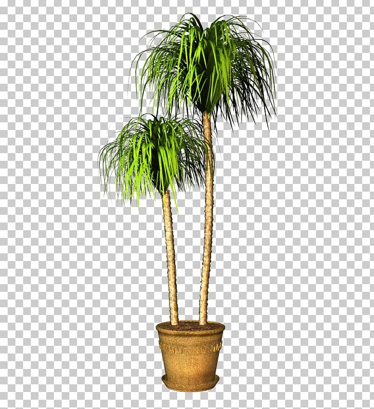 Flowerpot Houseplant PNG, Clipart, Bonsai, Coconut, Data Compression, Evergreen, Flower Free PNG Download