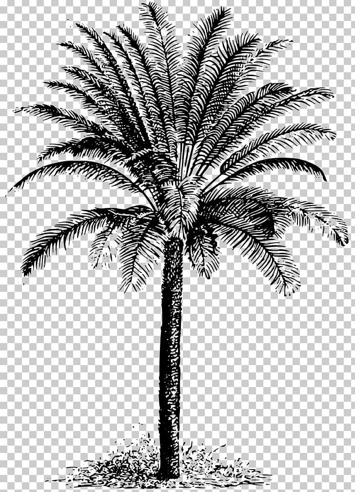 Sago Palm Cycad Arecaceae PNG, Clipart, Arecaceae, Arecales, Attalea Speciosa, Black And White, Borassus Flabellifer Free PNG Download