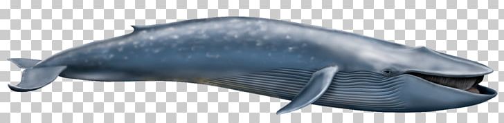 Fin Whale The Blue Whales Cetacea Rorquals Humpback Whale PNG, Clipart, Animal, Animal Figure, Balaenoptera, Baleen, Baleen Whale Free PNG Download