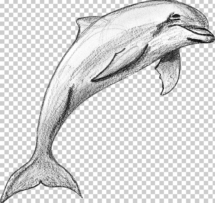 Porpoise Tucuxi Common Bottlenose Dolphin Rough-toothed Dolphin Short-beaked Common Dolphin PNG, Clipart, Animals, Beak, Bird, Black And White, Cetacea Free PNG Download