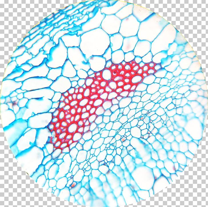 Sclereid Leaf Microscope Fiber Esclerénquima PNG, Clipart, Aqua, Area, Between, Blue, Cell Free PNG Download