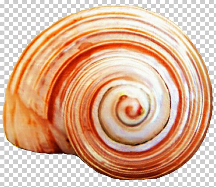 Seashell Spiral Clam Snail Gastropods PNG, Clipart, Animals, Baltic Clam, Clam, Conch, Conchology Free PNG Download