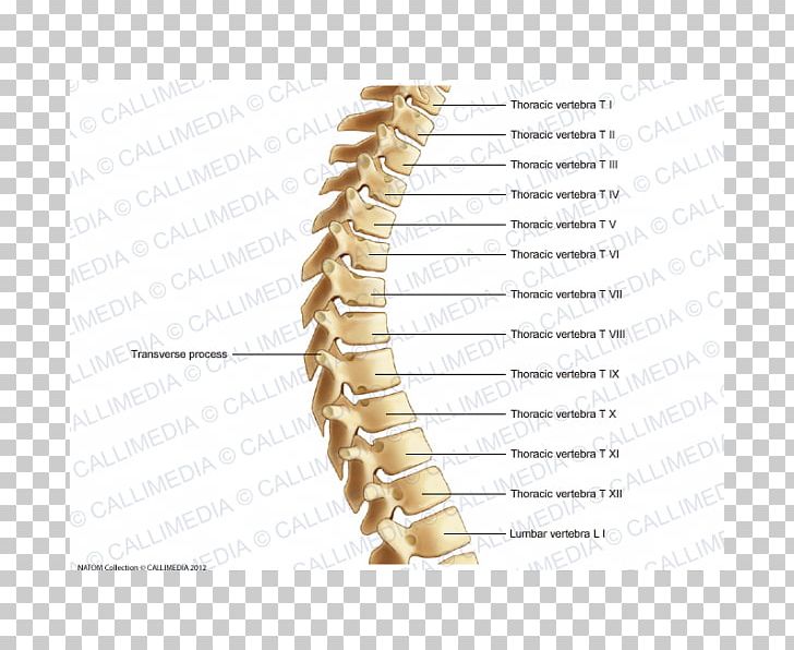 Thoracic Vertebrae Human Vertebral Column Bone Rachis PNG, Clipart, Anatomy, Angle, Bone, Cervical Vertebrae, Dorsum Free PNG Download