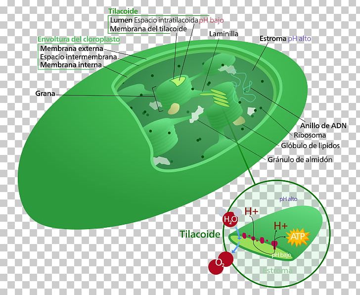 Chloroplast Thylakoid Granum Plant Cell PNG, Clipart, Biological Membrane, Biology, Cell, Chloroplast, Dna Free PNG Download