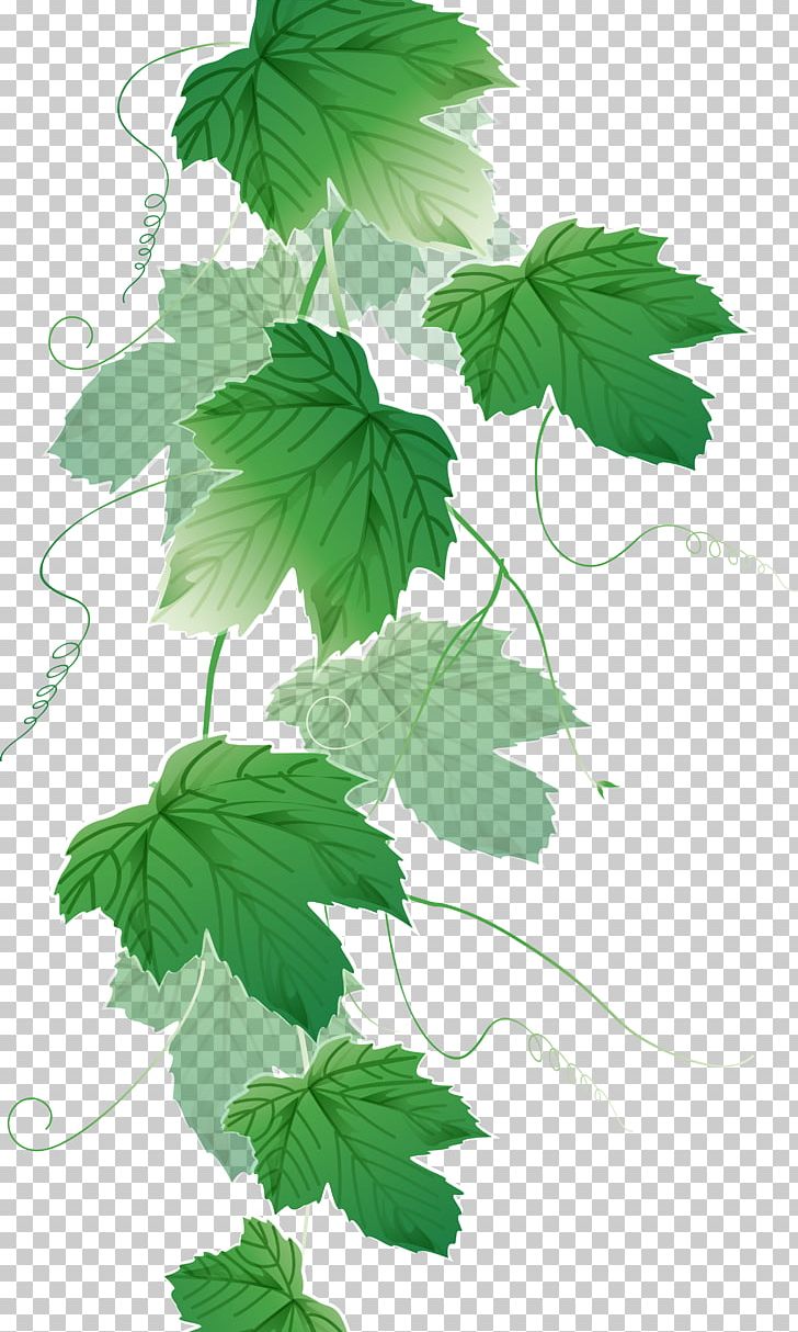Liana Grape PNG, Clipart, Annual Plant, Branch, Flower, Fruit Nut, Grape Free PNG Download
