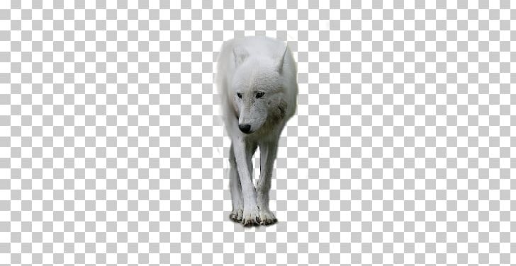 Polar Bear Arctic Wolf Dog Black Wolf Canidae PNG, Clipart, Animals, Arctic Wolf, Art, Bear, Black Wolf Free PNG Download