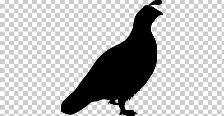 Quail Bird Computer Icons PNG, Clipart, Animals, Beak, Bird, Black And White, California Quail Free PNG Download