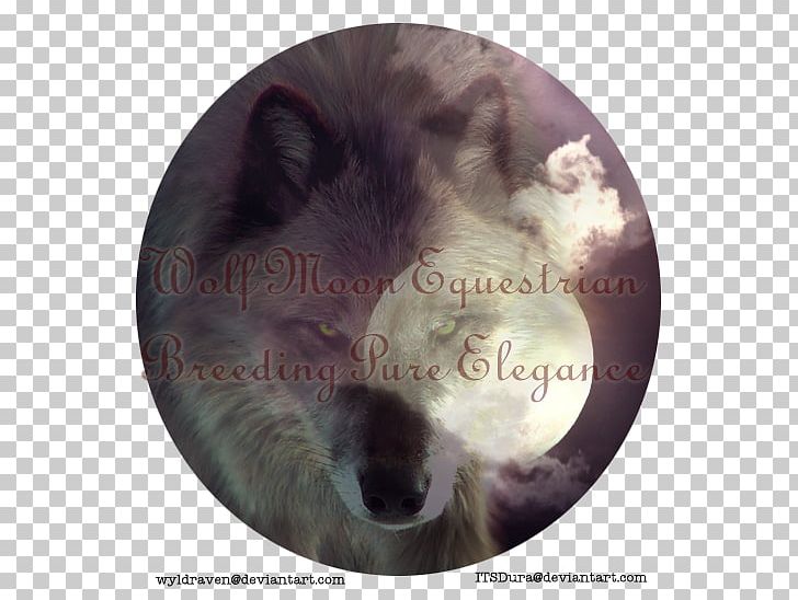 Snout Dog Fur Whiskers Mammal PNG, Clipart, Bear, Canidae, Carnivoran, Dog, Dog Like Mammal Free PNG Download
