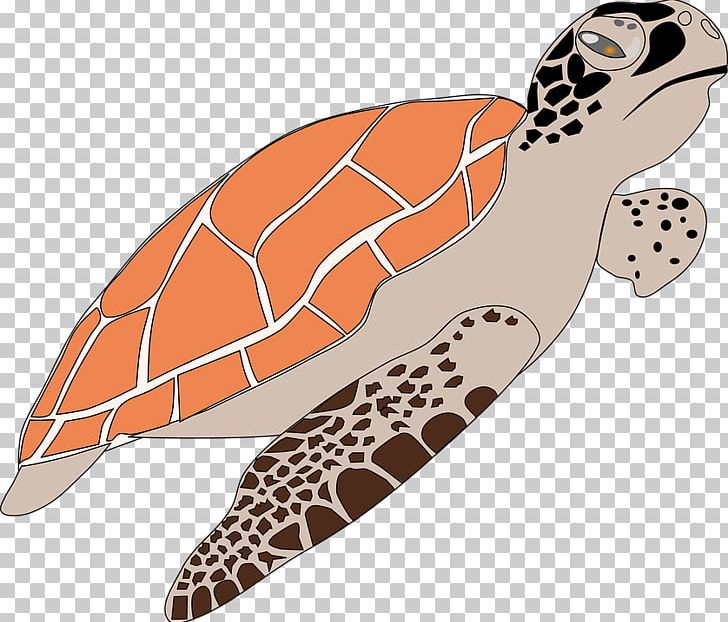 Turtle Windows Metafile PNG, Clipart, Animals, Computer Icons, Download, Encapsulated Postscript, Organism Free PNG Download