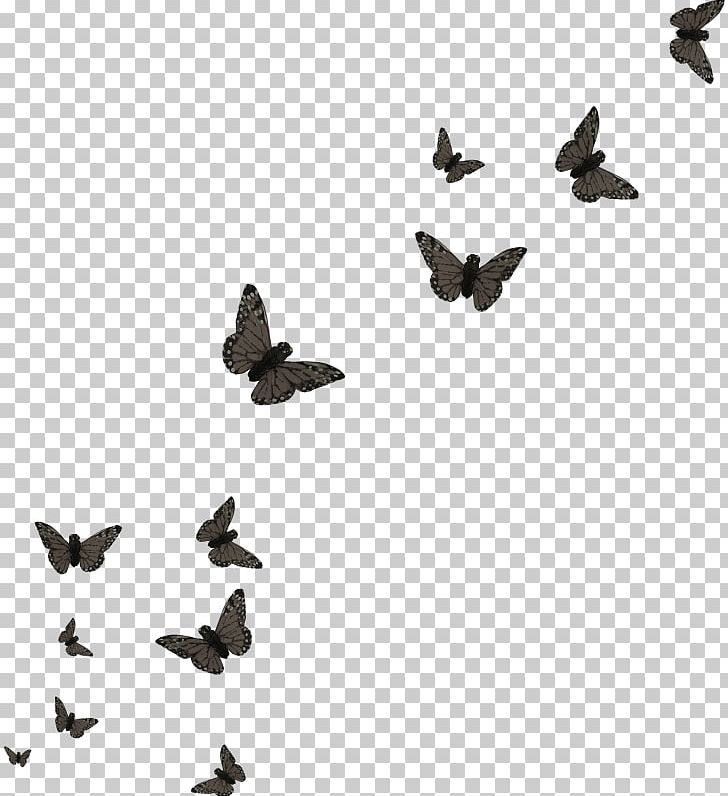 Butterfly Bird PNG, Clipart, Bird, Black And White, Bug, Butterflies, Butterfly Free PNG Download
