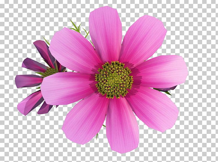 Flower Art PNG, Clipart, Annual Plant, Art, Chrysanths, Clip Art, Cosmos Free PNG Download