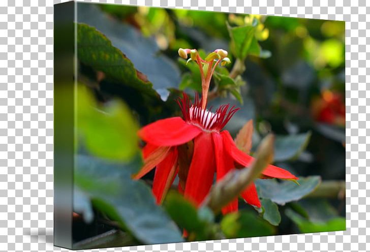 Honeysuckle Flora Wildflower Petal PNG, Clipart, Exotic Flyer, Flora, Flower, Flowering Plant, Honeysuckle Free PNG Download