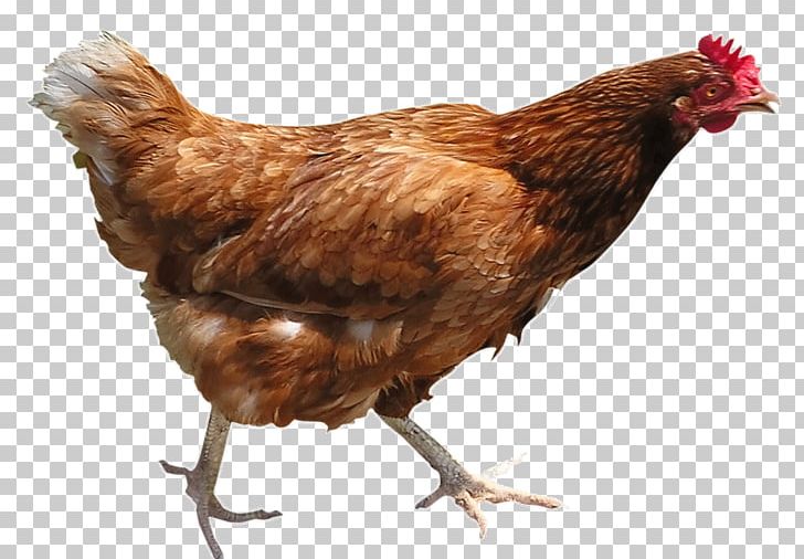 Chicken Curry Broiler Poultry Urban Chicken PNG, Clipart, Animals, Beak, Bird, Broiler, Chicken Free PNG Download
