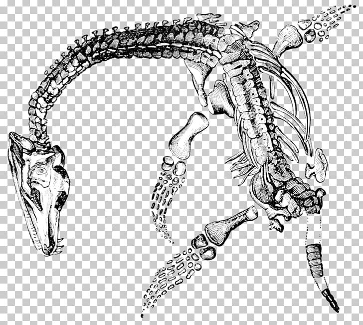 Elasmosaurus Plesiosauria Plesiosaurus Fossil Jurassic Coast PNG, Clipart, Arm, Art, Carnivoran, Fictional Character, Geology Free PNG Download