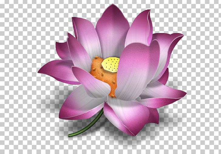 KALPA FLORIST PNG, Clipart, Amp, Aquatic Plant, Cakes, Computer Wallpaper, Florist Free PNG Download