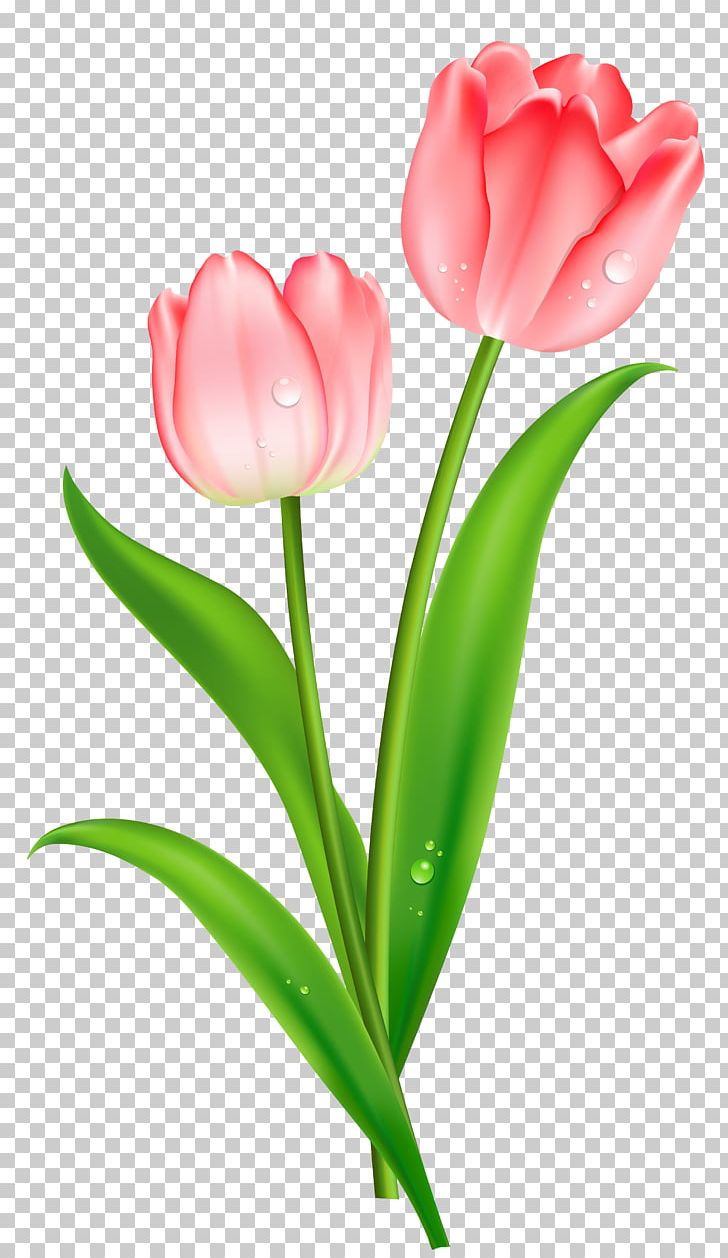 Tulip Flower PNG, Clipart, Bud, Clip Art, Cut Flowers, Floristry, Flower Free PNG Download