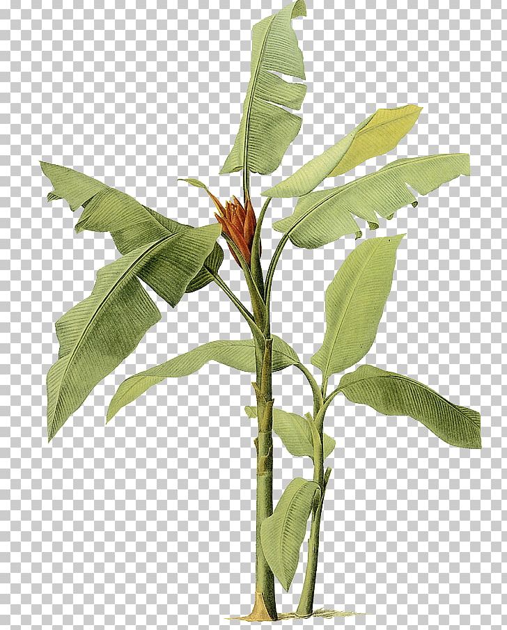 Banana Leaf Painting Tree PNG, Clipart, Arecaceae, Banana, Banana Chips, Banana Leaves, Banana Milk Free PNG Download