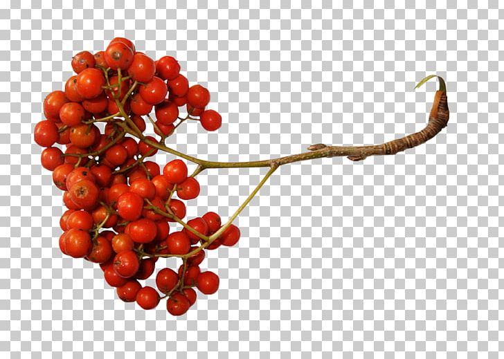 Sorbus Aucuparia Berry PNG, Clipart, Auglis, Berry, Cherry, Computer Software, Currant Free PNG Download